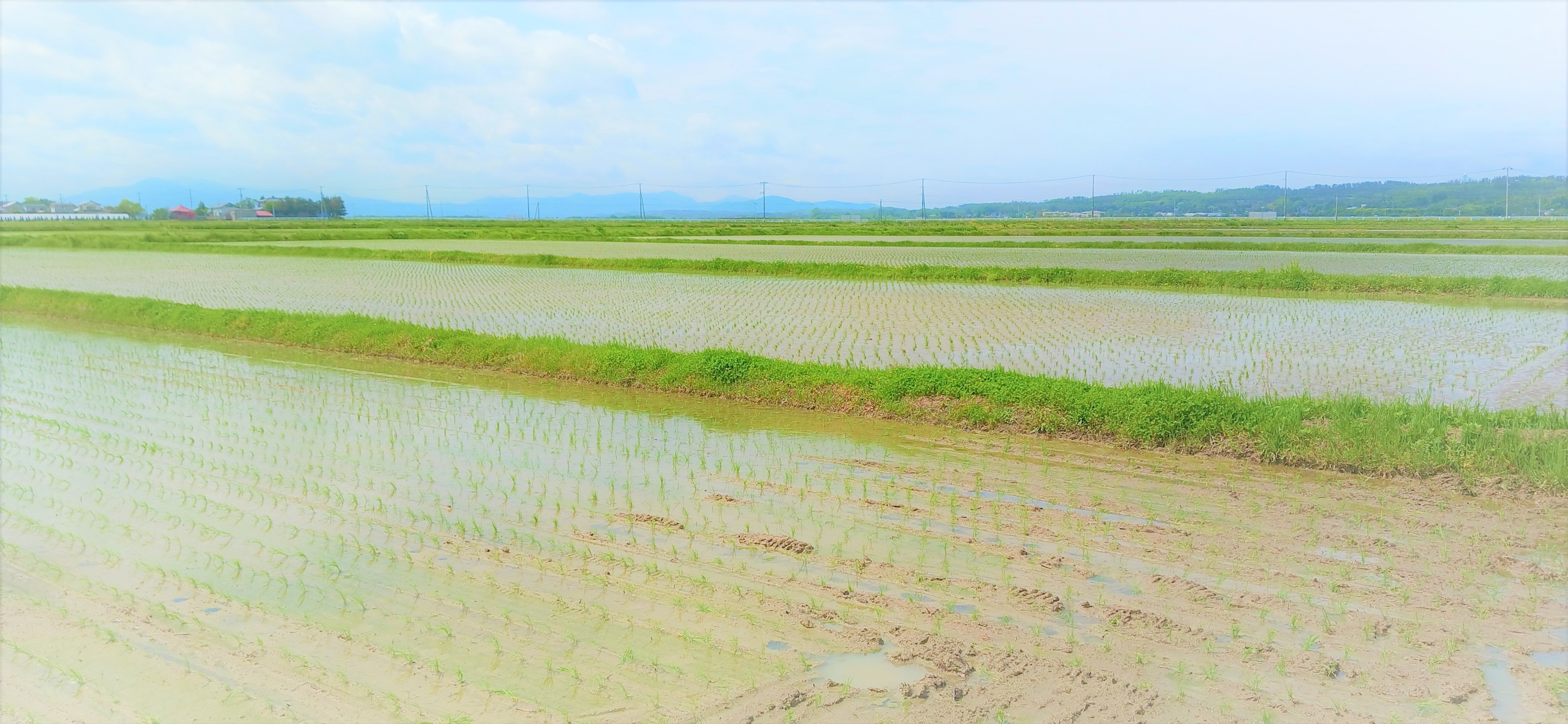 3 田んぼ風景.jpg