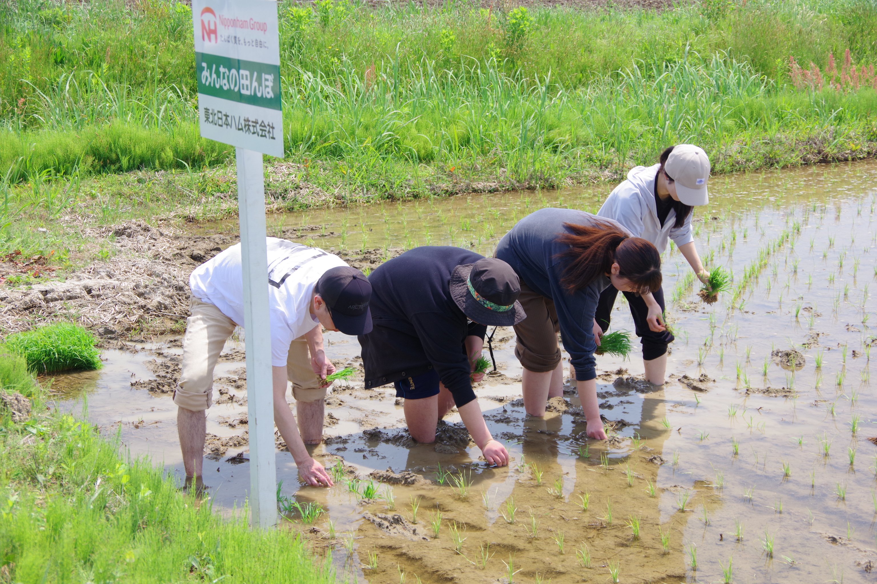 田植え①.JPG